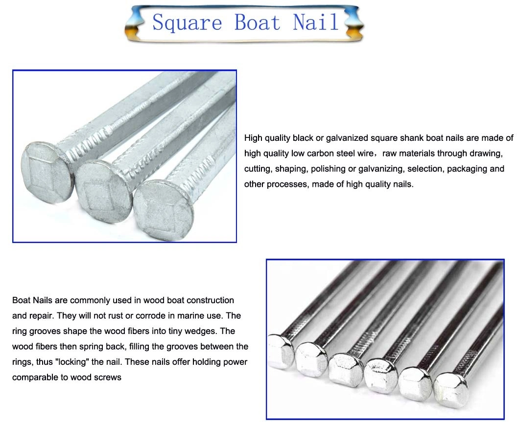 Professional Manufacturer Products Common Nail Square Shank Nail Square Boat Nail with High Quality